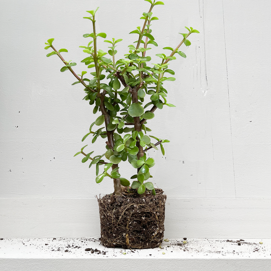 Biologisch gekweekte vetplant Portulacaria Afra met kluit zonder pot merk rawplants.